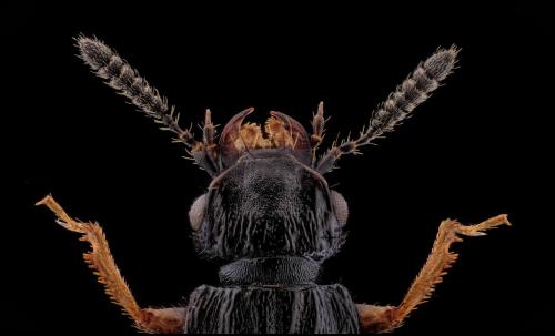 Réf. 279 975 : Anotylus sp.